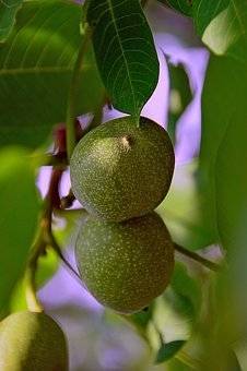 walnootboom-juglans-regia-proslavski-bestellen-bezorgen