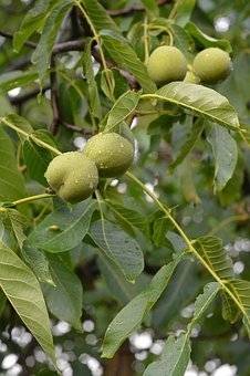 walnotenboom-juglans-regia-rita-bestellen-bezorgen