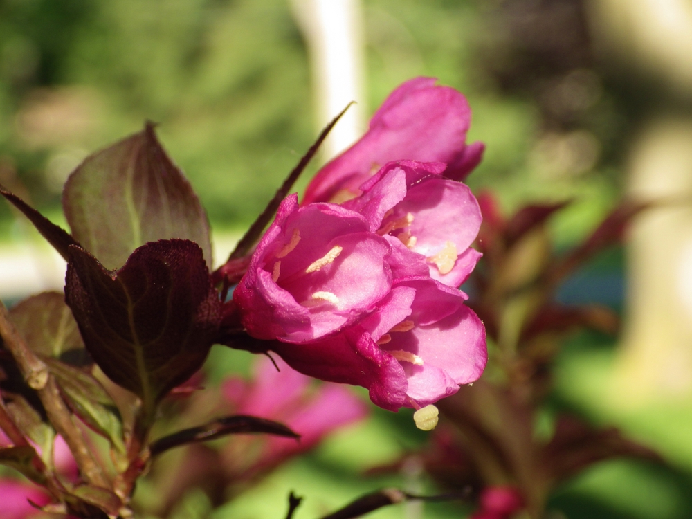 weigela-op-stam-weigela-florida-minor-black-bestellen-bezorgen