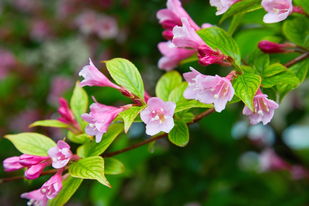 weigela-op-stam-weigela-florida-minuet-bestellen-bezorgen