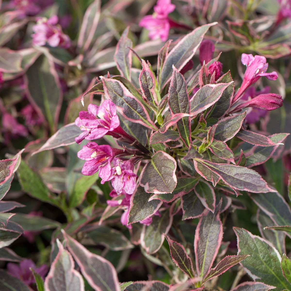 weigela-op-stam-weigela-florida-monet-bestellen-bezorgen