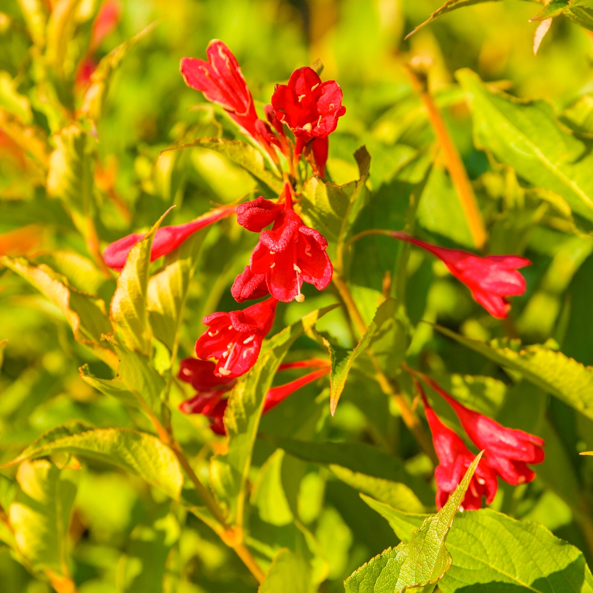 weigela-op-stam-weigela-florida-olympiade-bestellen-bezorgen