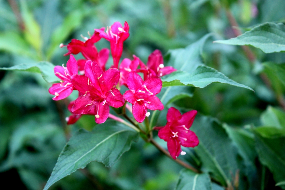 weigela-op-stam-weigela-florida-red-prince-bestellen-bezorgen