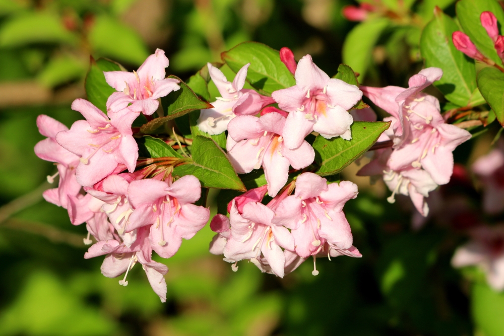 weigela-op-stam-weigela-florida-sunny-princess-bestellen-bezorgen