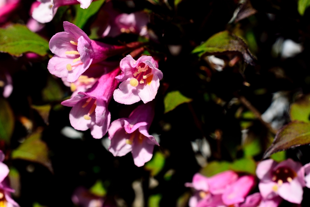 weigela-op-stam-weigela-florida-victoria-bestellen-bezorgen