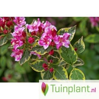 weigela-op-stam-weigelia-florida-magical-rain-bow-bestellen-bezorgen