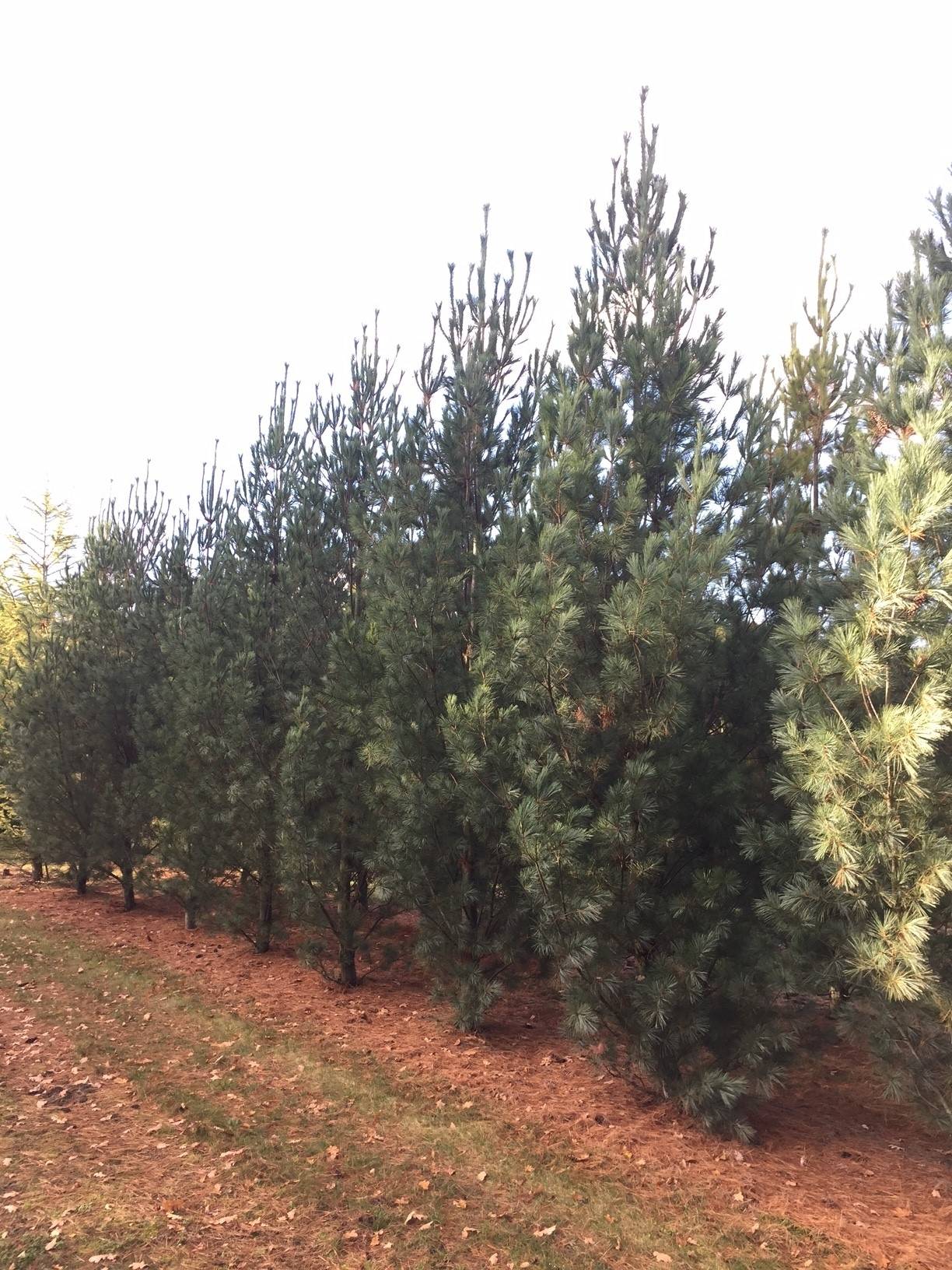 weymouthden-pinus-strobus-fastigiata-bestellen-bezorgen