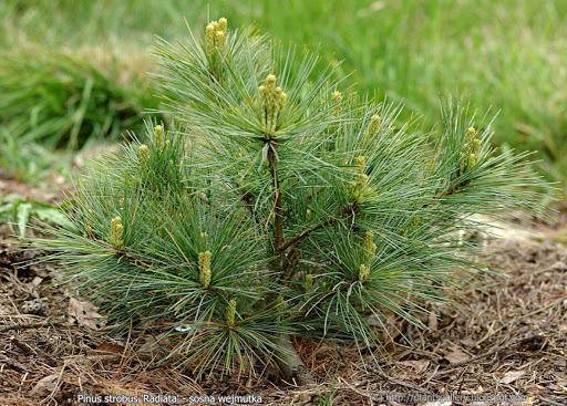 weymouthden-pinus-strobus-radiata-bestellen-bezorgen