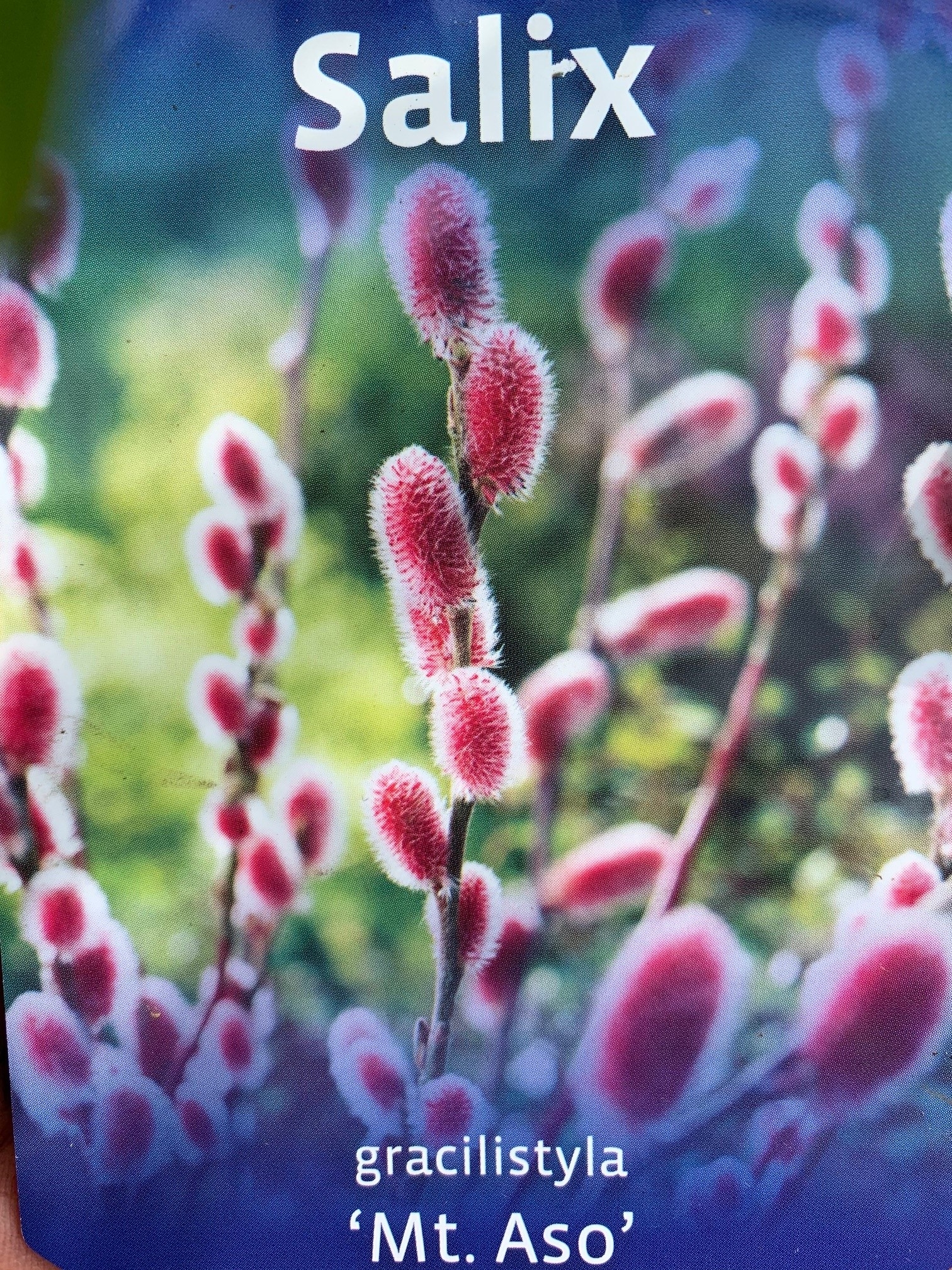 wilg-op-stam-salix-gracilistyla-mount-aso-bestellen-bezorgen