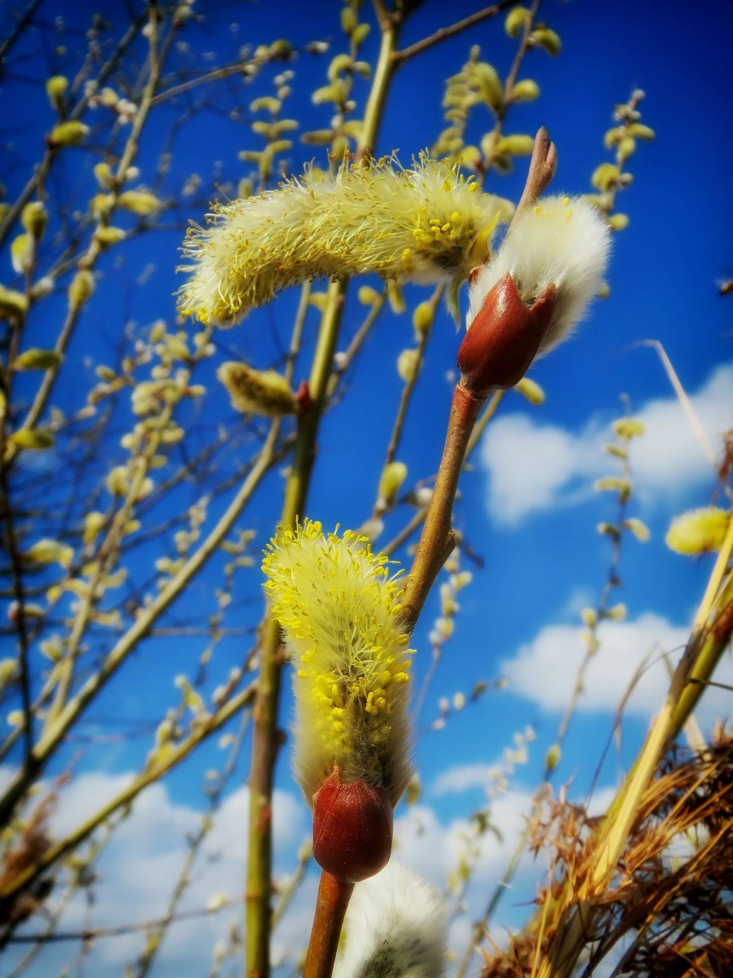 wilg-salix-aurita-bestellen-bezorgen