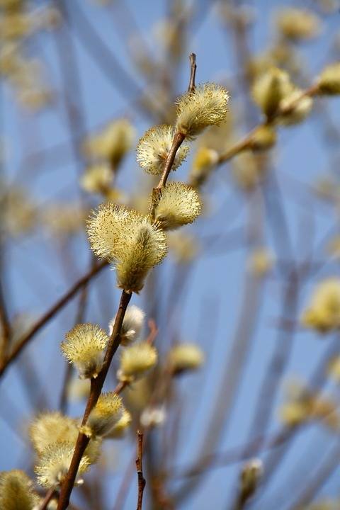 wilg-salix-irrorata-bestellen-bezorgen