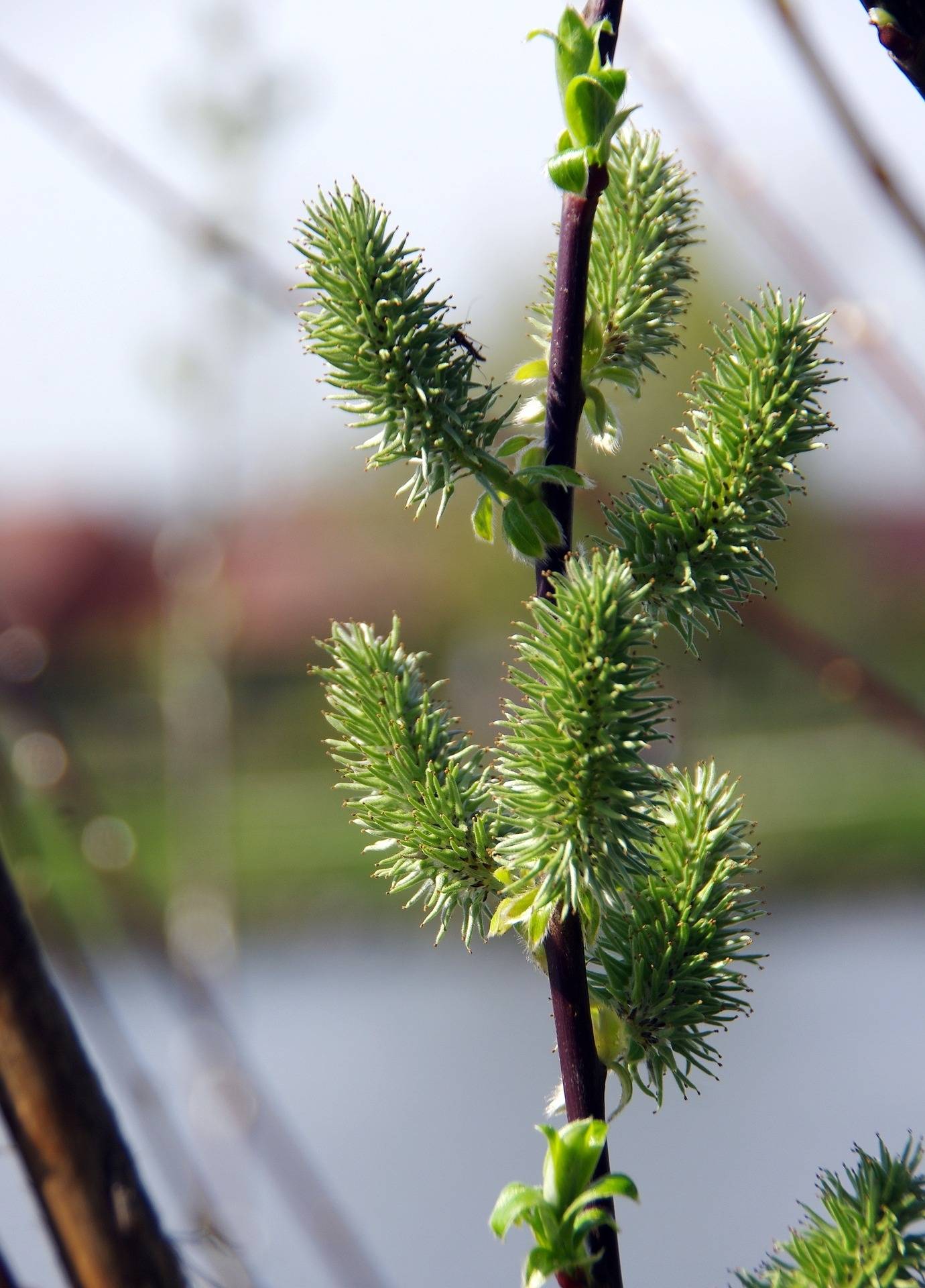 wilg-salix-repens-bestellen-bezorgen