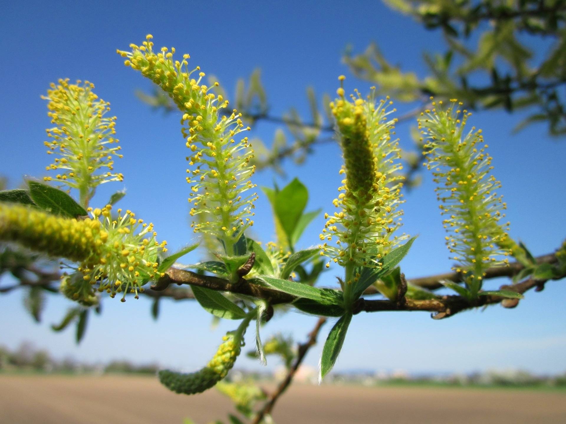 wilg-salix-triandra-bestellen-bezorgen