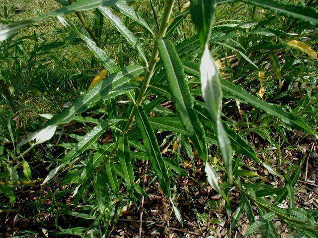 wilg-salix-viminalis-bestellen-bezorgen