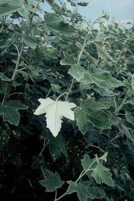 witte-abeel-populus-alba-bestellen-bezorgen