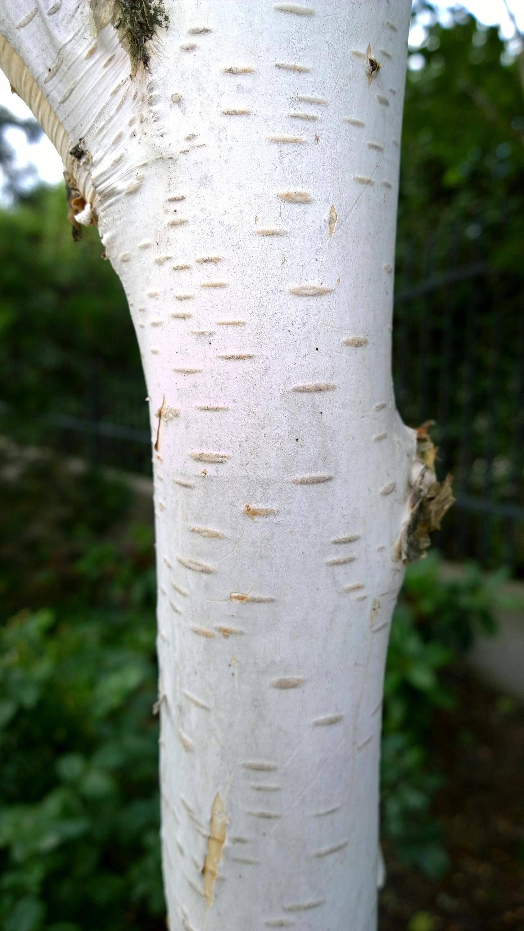 witte-berkenboom-betula-utilis-doorenbos-bestellen-bezorgen