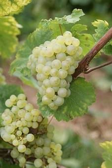 witte-druif-vitis-bianca-bestellen-bezorgen