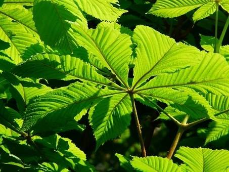 witte-paardekastanje-aesculus-hippocastanum-baumannii-bestellen-bezorgen