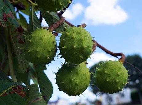 witte-paardekastanje-aesculus-hippocastanum-bestellen-bezorgen