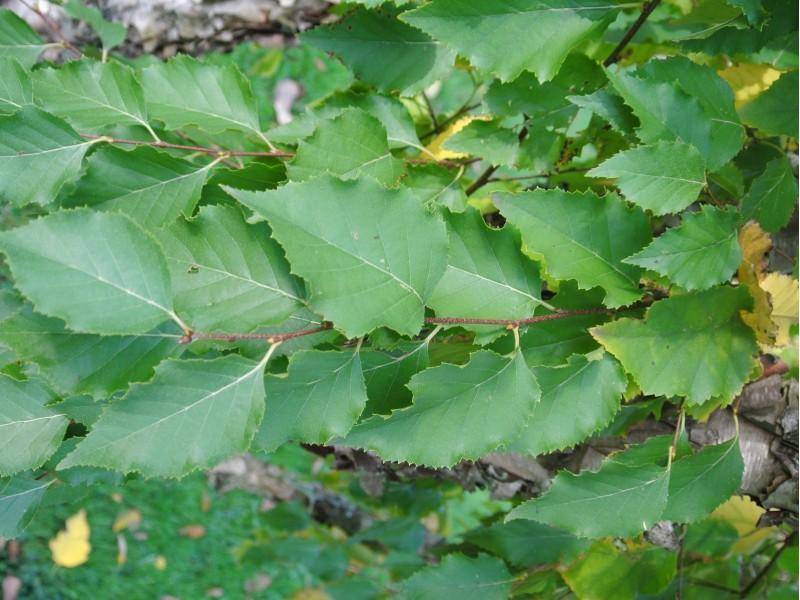 zachte-berk-betula-pubescens-bestellen-bezorgen