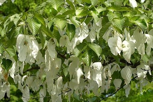 zakdoekjesboom-davidia-involucrata-bestellen-bezorgen