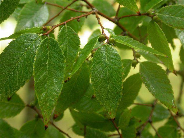 zelkova-zelkova-serrata-bestellen-bezorgen