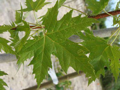 zilveresdoorn-acer-saccharinum-pyramidale-bestellen-bezorgen