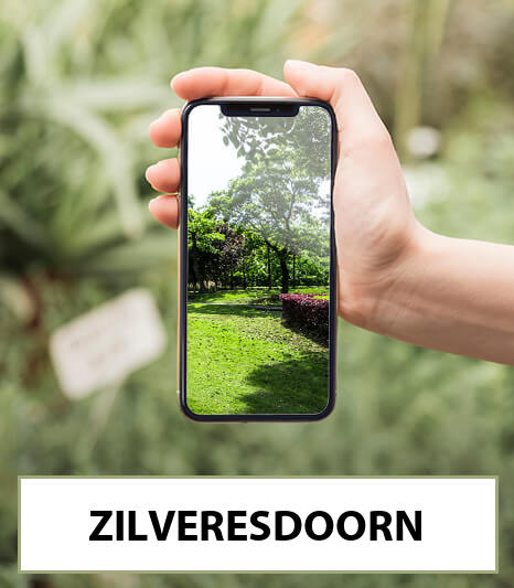 zilveresdoorn-bestellen-bezorgen