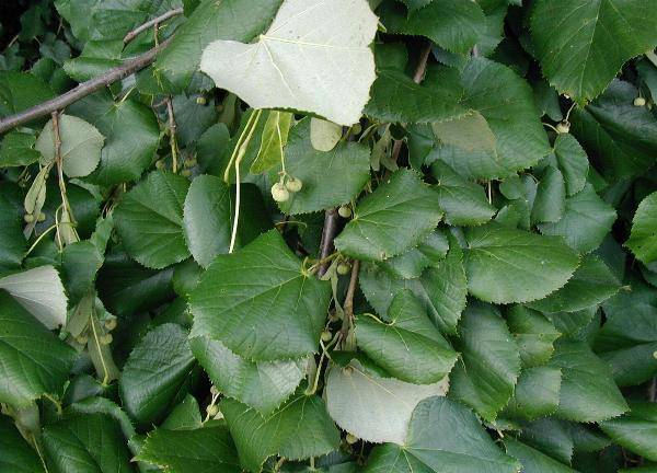 zilverlinde-tilia-tomentosa-brabant-bestellen-bezorgen