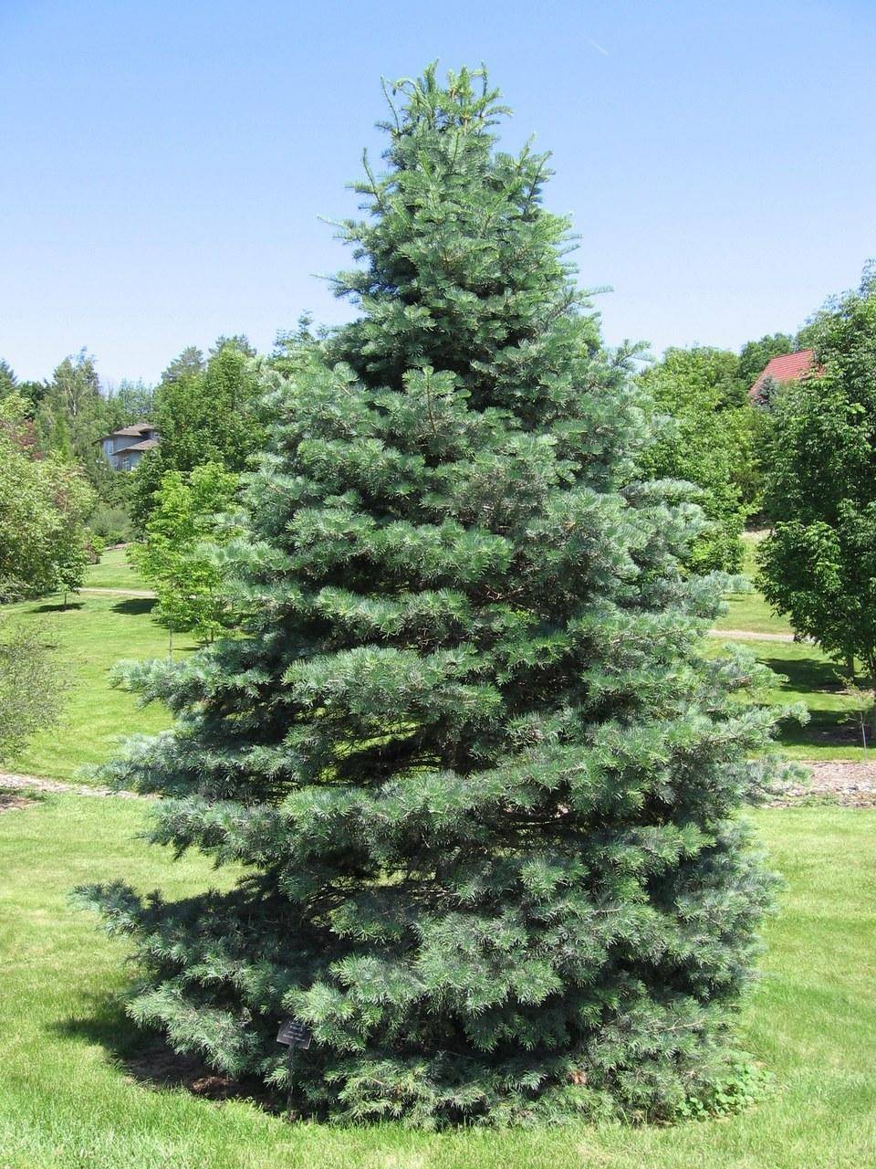 zilverspar-abies-concolor-bestellen-bezorgen