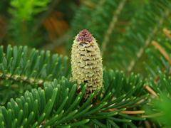 zilverspar-abies-fraseri-bestellen-bezorgen