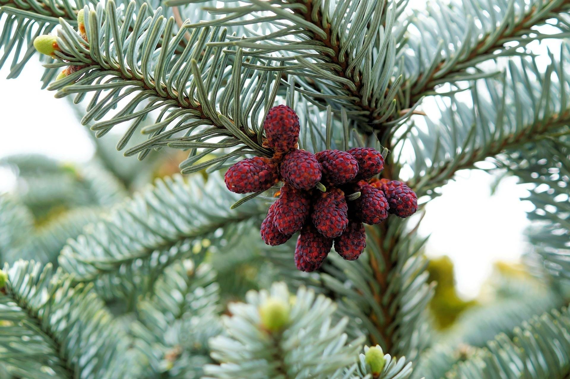 zilverspar-abies-procera-bestellen-bezorgen