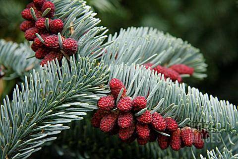 zilverspar-abies-procera-glauca-bestellen-bezorgen