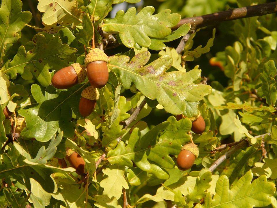 zomereik-quercus-robur-bestellen-bezorgen