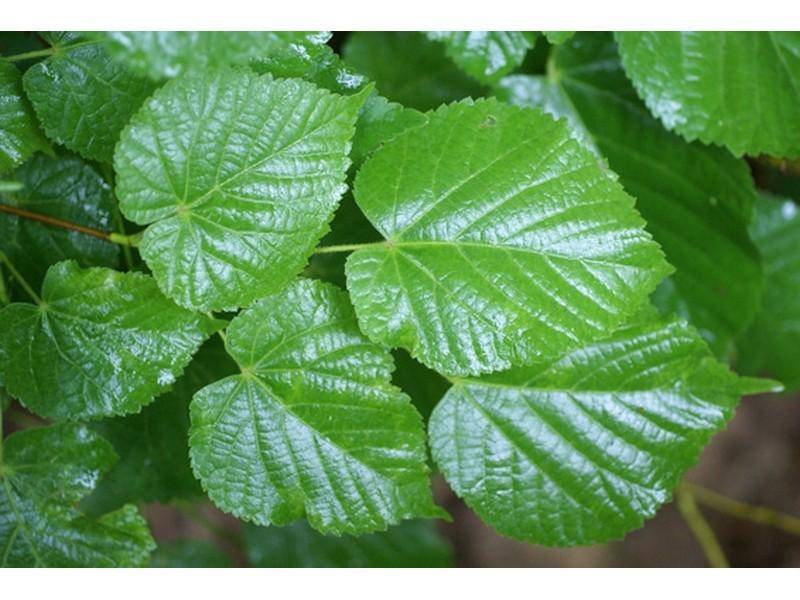 zomerlinde-tilia-platyphyllos-bestellen-bezorgen