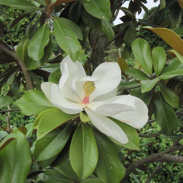 zuidelijke-magnolia-boomvorm-magnolia-grandiflora-galissoniere-bestellen-bezorgen