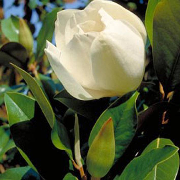 zuidelijke-magnolia-struikvorm-magnolia-grandiflora-galissoniere-bestellen-bezorgen