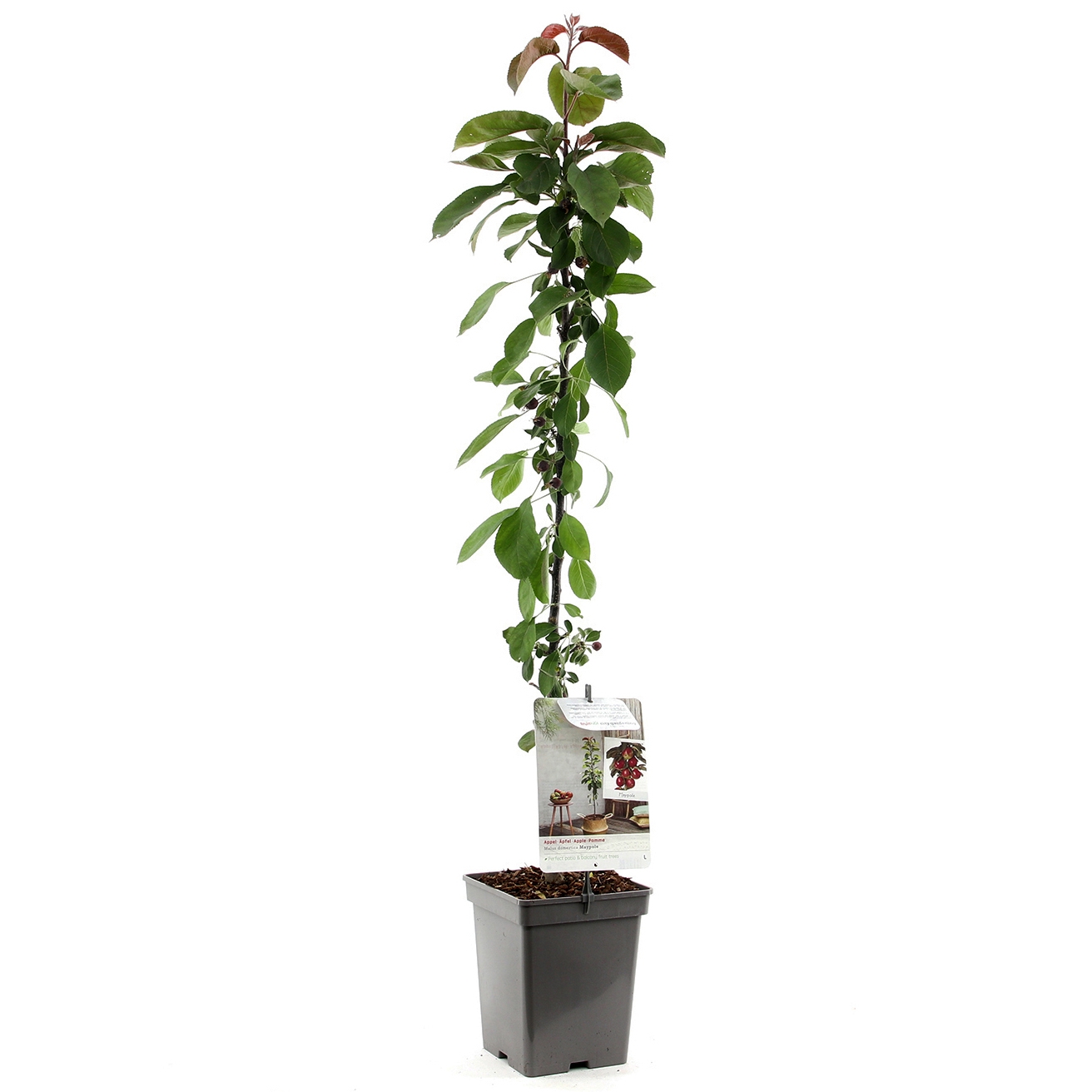 zuil-appelboom-malus-domestica-maypole-bestellen-bezorgen