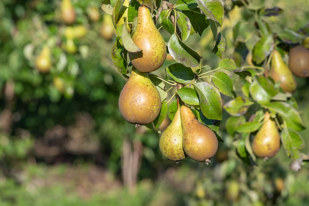 zuil-perenboom-pyrus-communis-groene-vrucht-bestellen-bezorgen