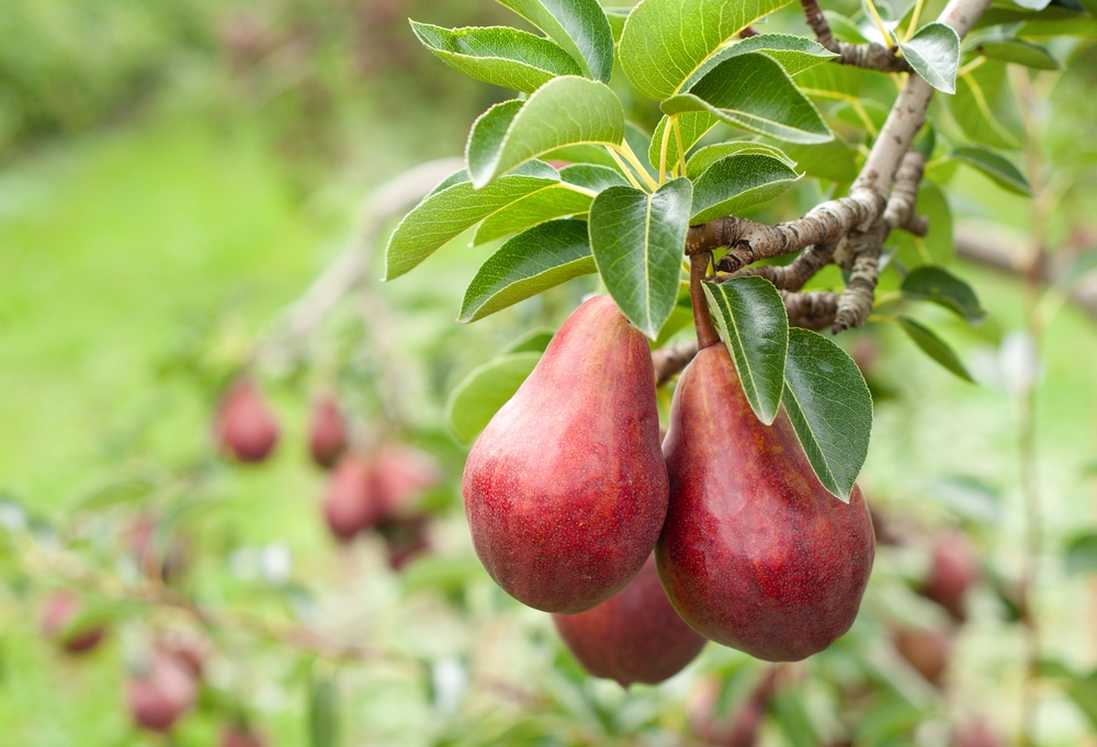 zuil-perenboom-pyrus-communis-rode-vrucht-bestellen-bezorgen