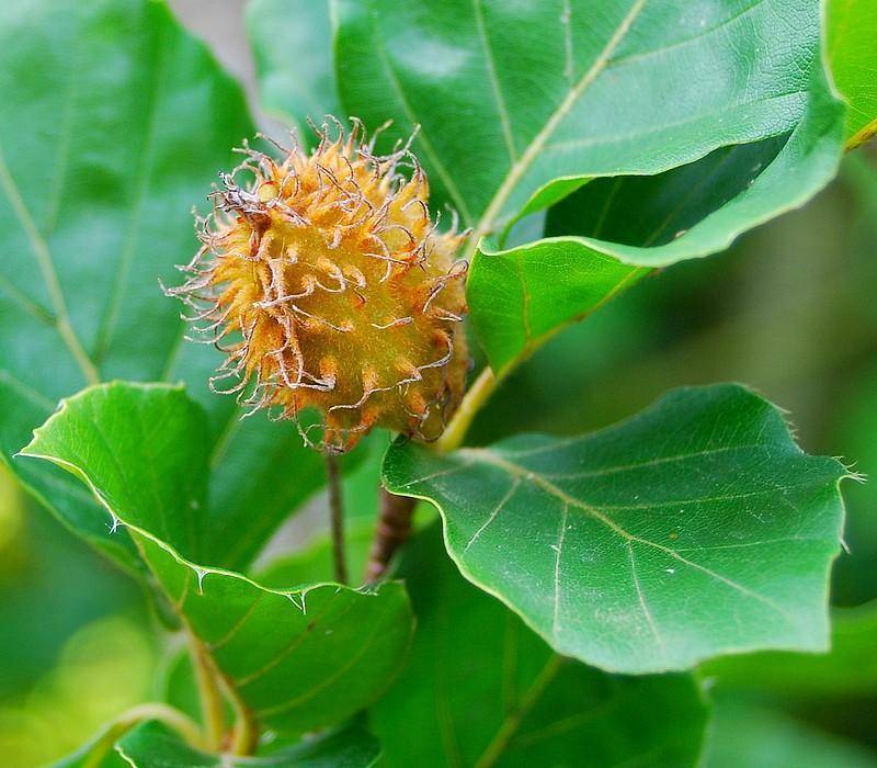 zuilbeuk-fagus-sylvatica-dawyck-bestellen-bezorgen