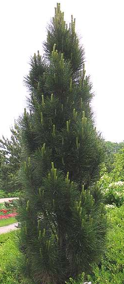 zwarte-den-pinus-nigra-pyramidalis-bestellen-bezorgen