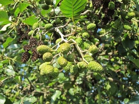 zwarte-els-alnus-glutinosa-bestellen-bezorgen