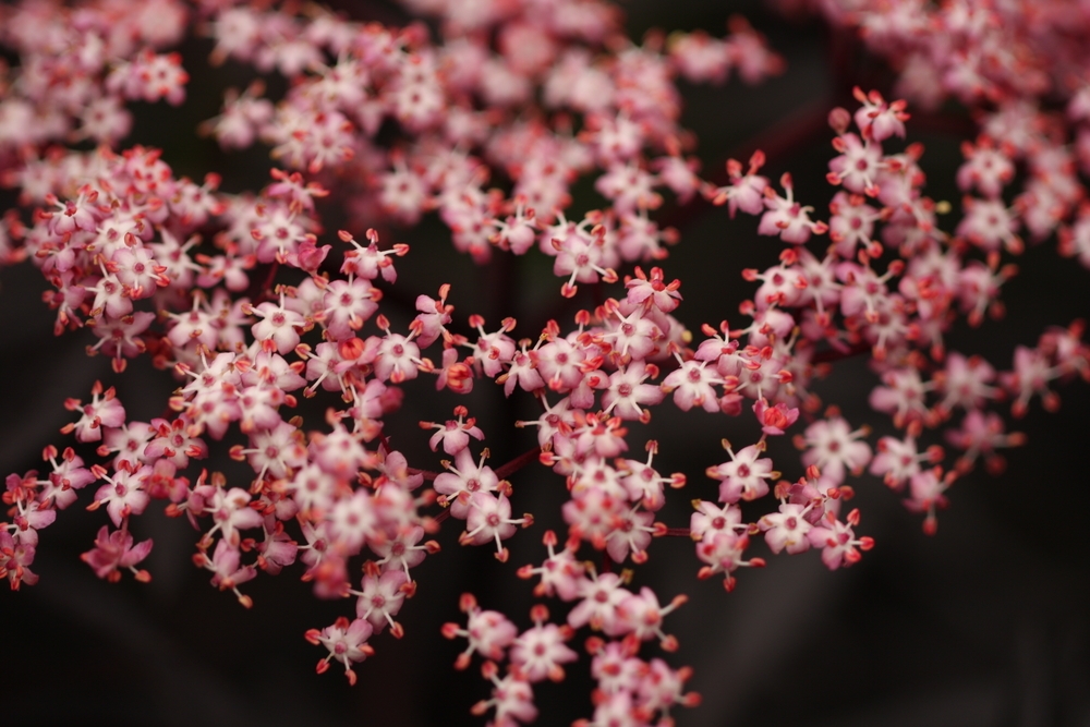 zwarte-vlier-op-stam-sambucus-nigra-black-lace-bestellen-bezorgen