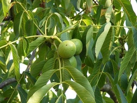 zwarte-walnoot-juglans-nigra-bestellen-bezorgen